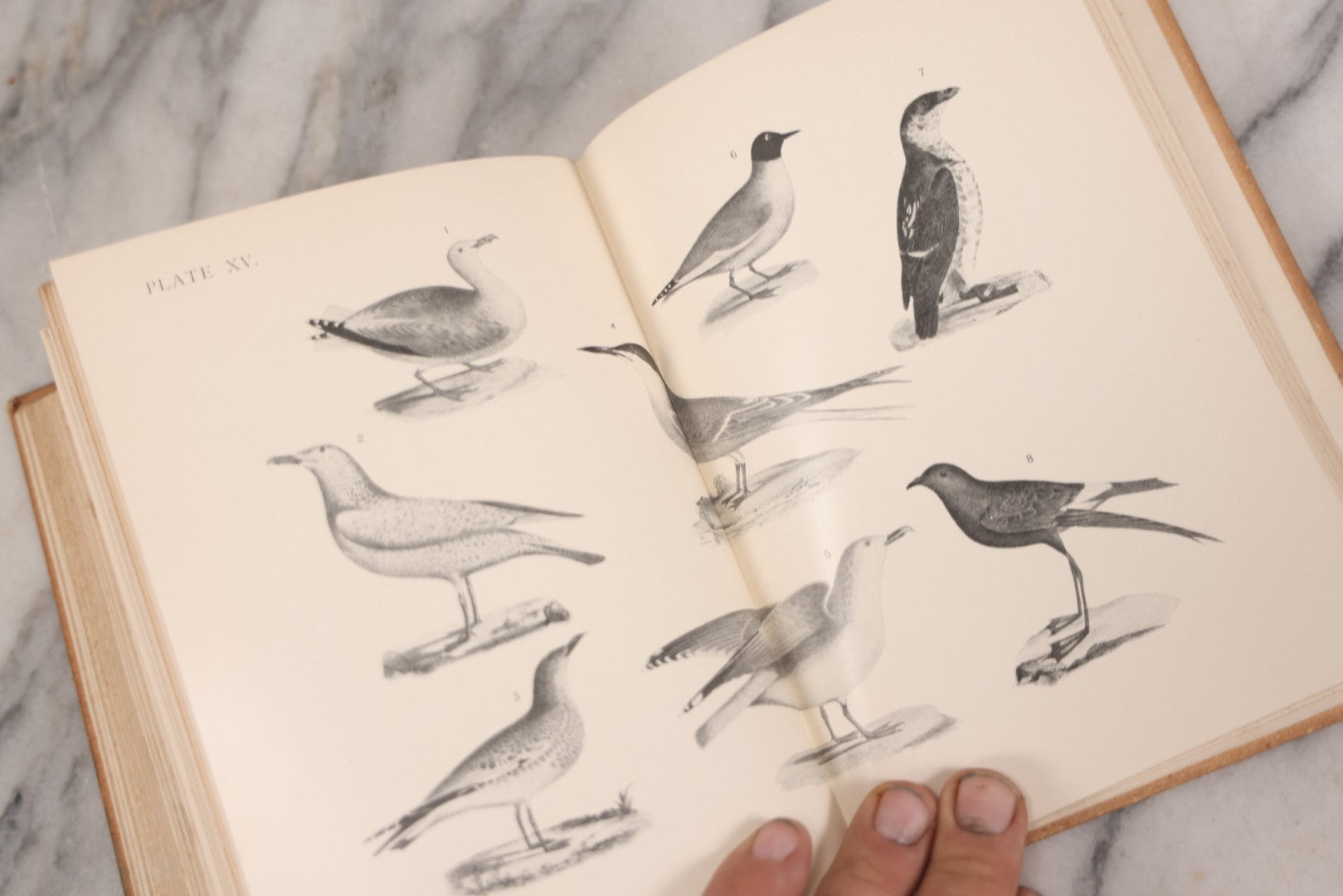 Lot 126 - "Birdcraft: A Field Book Of Two Hundred Song, Game, And Water Birds," Antique Book By Mabel Osgood Wright With 128 Color Plates And Other Illustrations, Published By Macmillan And Co., New York, 1895