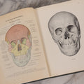 Lot 127 - "Atlas Of Human Anatomy," Antique Medical Book By Dr. Johannes Sobotta, Vol. I, Fifth Revised English Edition With 165 Color And 160 Uncolored Figures, Published By G.E. Stechert & Co., New York, 1899