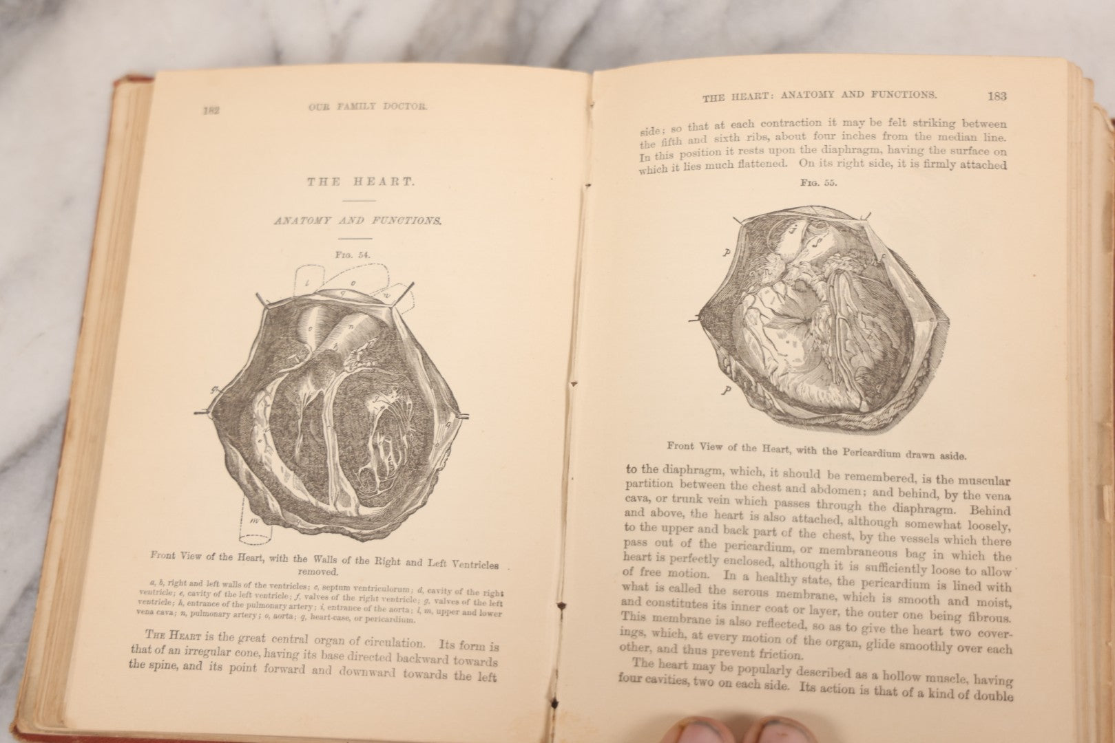 Lot 128 - "Every Man His Own Doctor" Antique Family Medical Adviser By J. Hamilton Ayers, Published By Geo. V. Jones & Co., Boston, Mass., 1882, Note Poor Condition