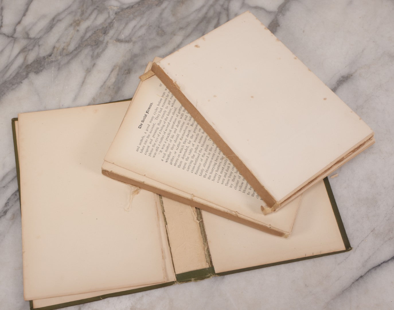 Lot 129 - "Nature Studies In Berkshire" Antique Illustrated Book By John Coleman Adams, With Gilt Art Nouveau Design On Cover, Deckled Edges, Published By G.P. Putnam's Sons, New York, 1899, Note Poor Condition