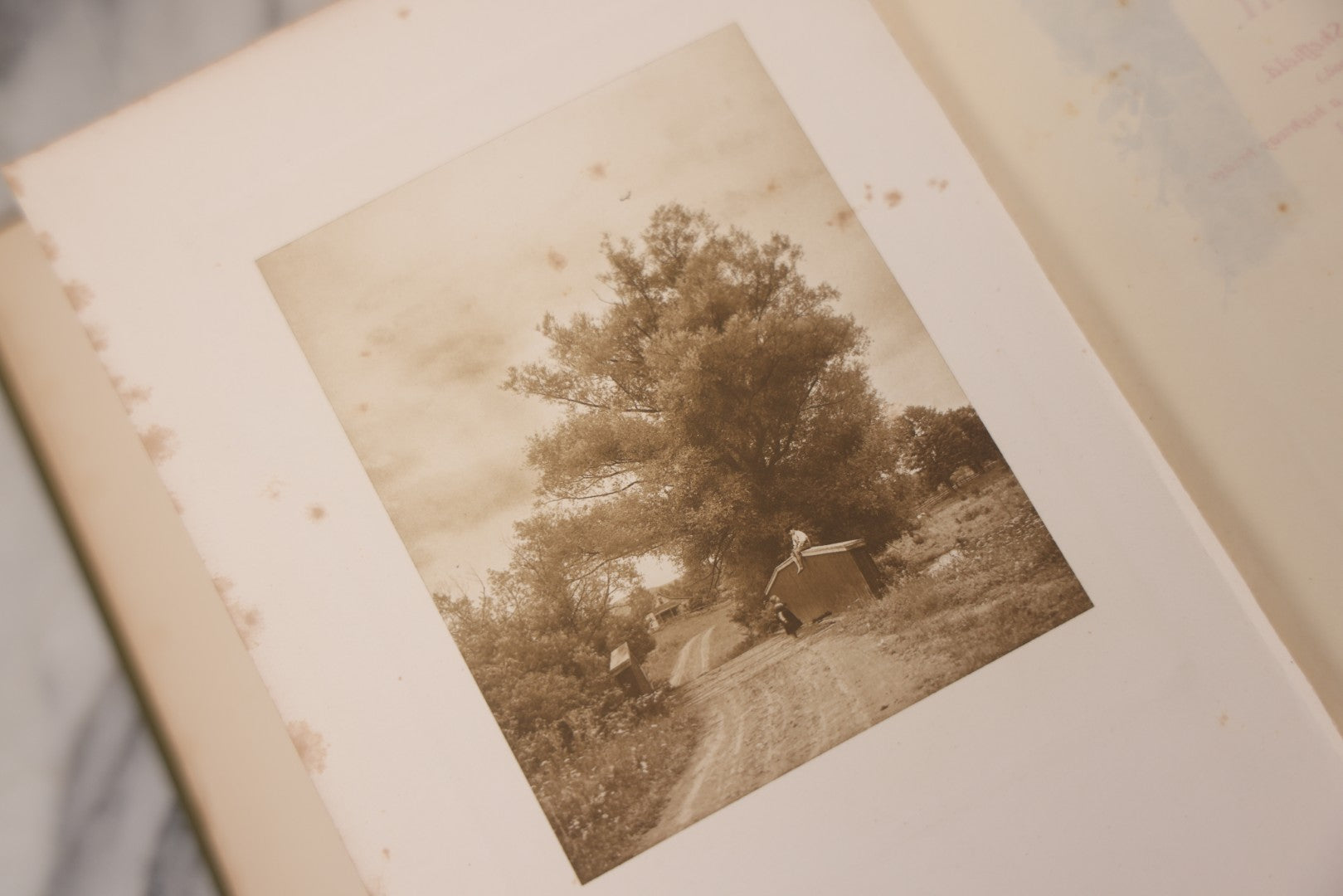 Lot 129 - "Nature Studies In Berkshire" Antique Illustrated Book By John Coleman Adams, With Gilt Art Nouveau Design On Cover, Deckled Edges, Published By G.P. Putnam's Sons, New York, 1899, Note Poor Condition