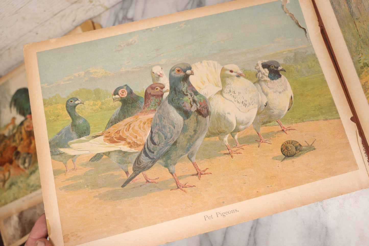 Lot 147 - "The Children's Animal Book," Antique Chromolithograph Children's Cardboard Book With Animal Illustrations, Published By Ernest Nister, London, And E.P. Dutton & Co., New York