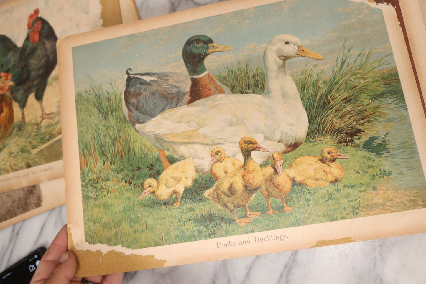 Lot 147 - "The Children's Animal Book," Antique Chromolithograph Children's Cardboard Book With Animal Illustrations, Published By Ernest Nister, London, And E.P. Dutton & Co., New York