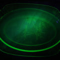 Lot 089 - Vintage Green Uranium Vaseline Glass Oval Dish By Federal Glass, Tropical Parrot And Palm Tree Motifs, Raised Underside Designs, Circa 1931, 11-1/2" x 8-1/4"