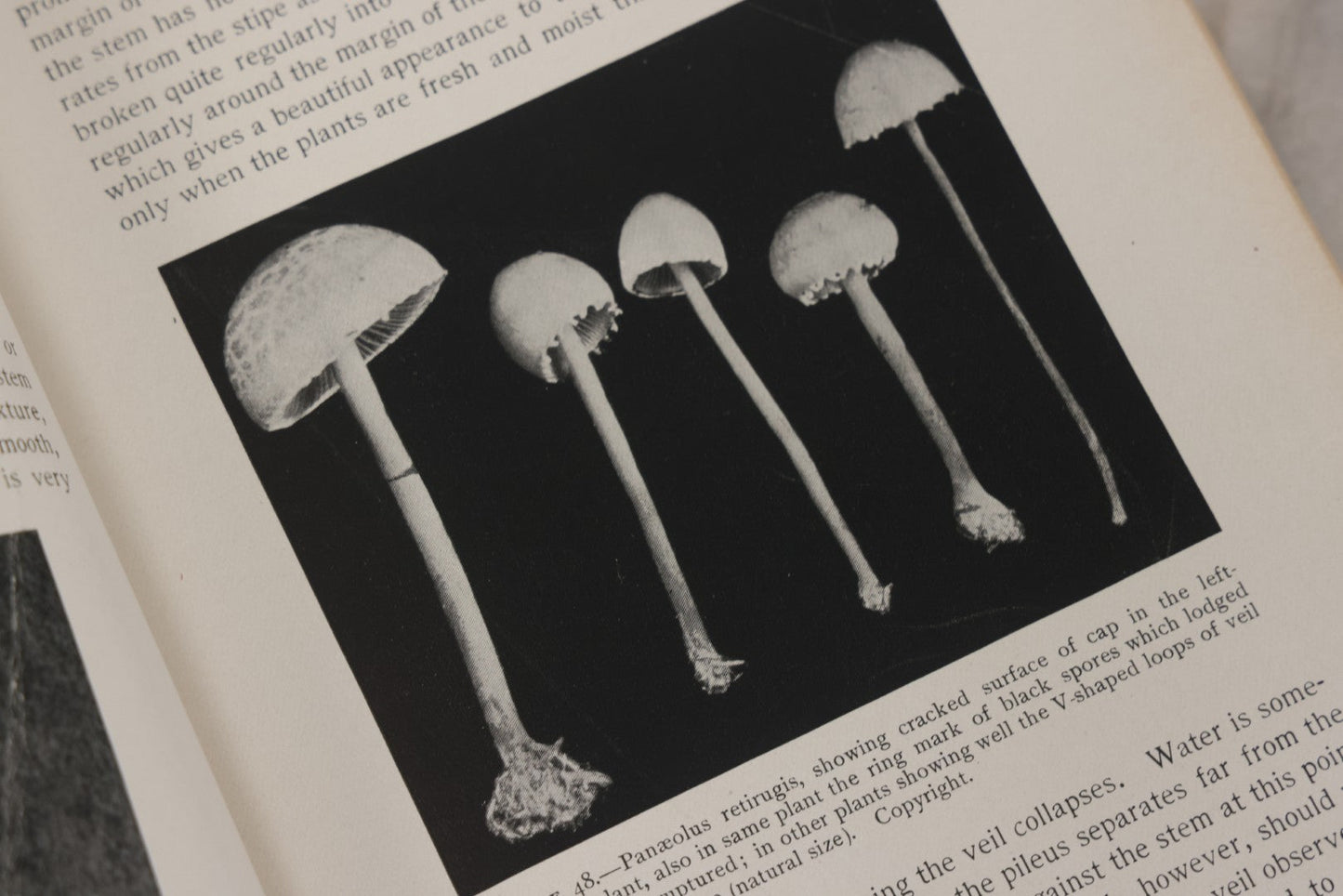 Lot 142 - "Mushrooms: Edible, Poisonous, Etc." Antique Mycology Book By George Francis Atkinson, With 250 Photographs By The Author, Including Recipes For And Toxicology, Third Edition, Published By Henry Holt And Company, New York, 1911