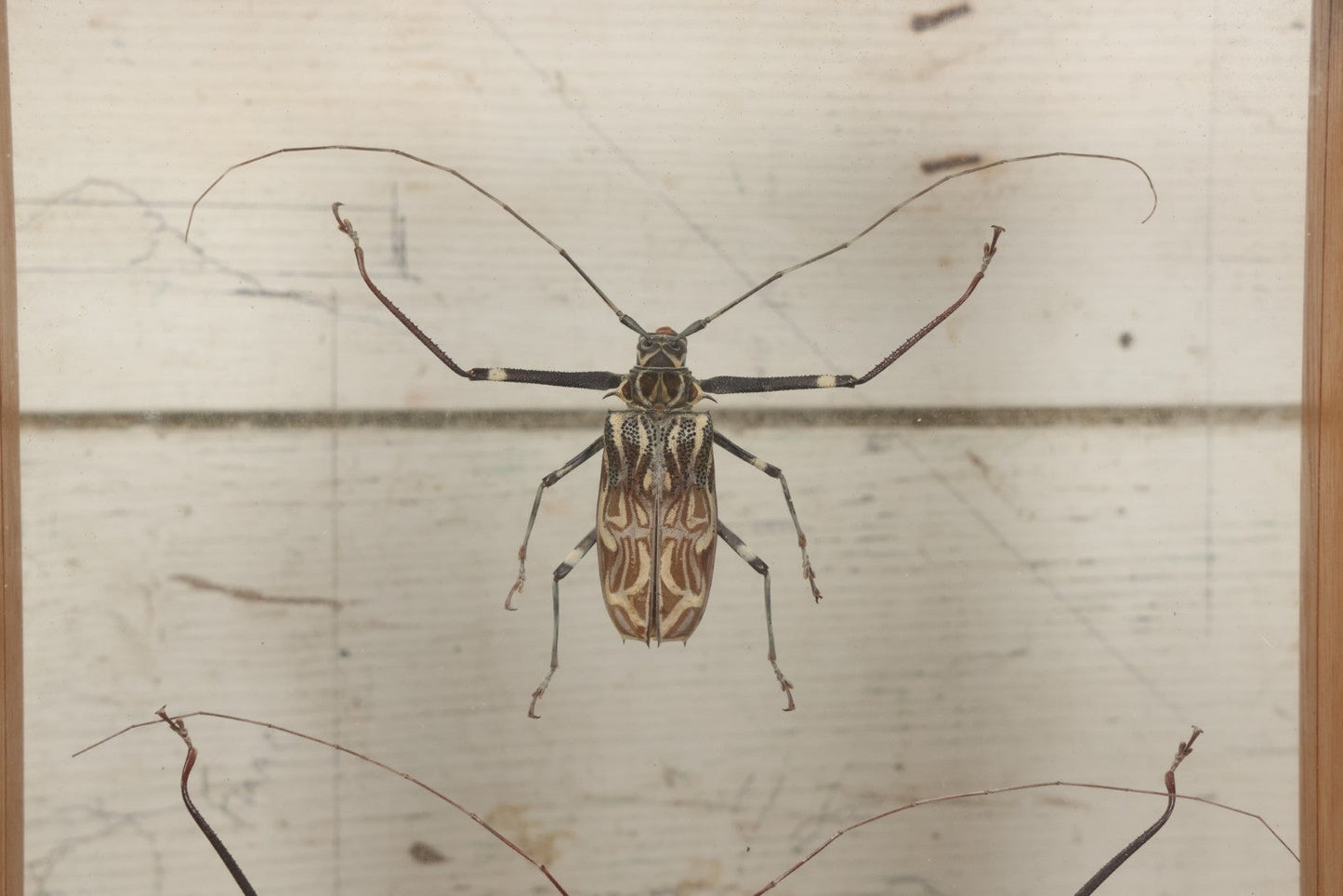 Lot 033 - Modern Double-Glass Shadow Box Display With Pair Of Acrocinus Longimanus (Harlequin Beetles), Male And Female, Peru, Circa 2000, 11-1/8" x 13-1/8"