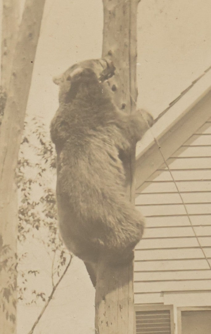 Lot 186 - Antique Real Photo Postcard RPPC “Trained Bear, Weare, New Hampshire” Depicting Man And Climbing Bear Beside House