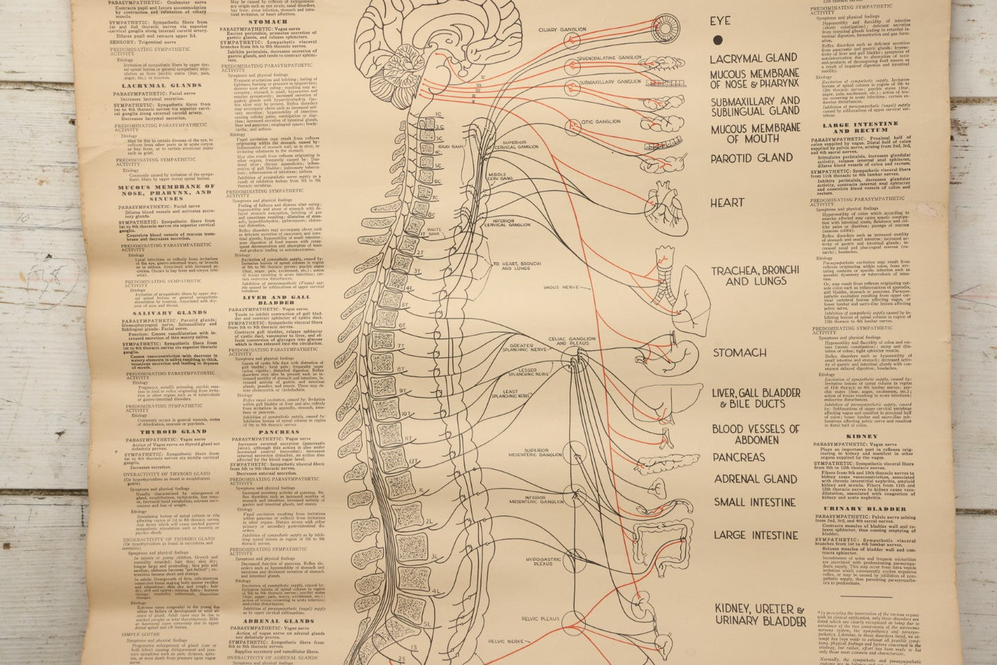 Lot 235 - Vintage Advertising Poster “Chiropractic Chart Of Autonomic Nervous System,” National College Of Chiropractic, Chicago, Illinois, 1938, Note Poor Condition 24" x 35-1/2"