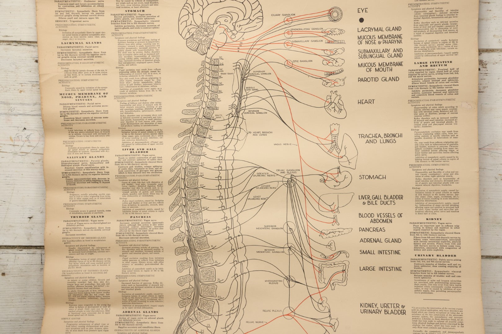 Lot 235 - Vintage Advertising Poster “Chiropractic Chart Of Autonomic Nervous System,” National College Of Chiropractic, Chicago, Illinois, 1938, Note Poor Condition 24" x 35-1/2"