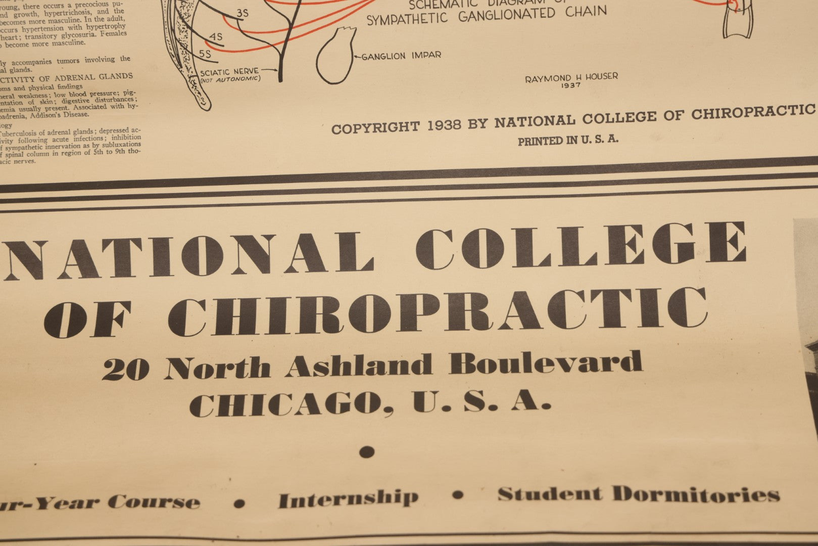 Lot 235 - Vintage Advertising Poster “Chiropractic Chart Of Autonomic Nervous System,” National College Of Chiropractic, Chicago, Illinois, 1938, Note Poor Condition 24" x 35-1/2"
