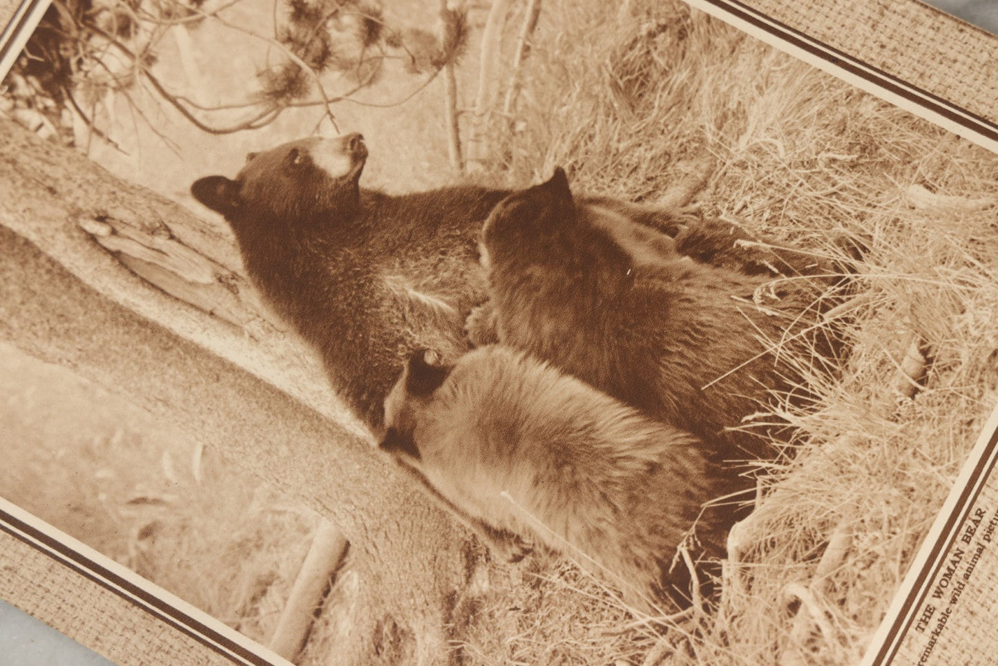Lot 236 - "Yellowstone: The Wonderland Domain Of Bears" Vintage Nature Photo Booklet With Photographs By Frank Jay Haynes And Jack Ellis Haynes, Published 1929 By Haynes Picture Shops Inc., Yellowstone Park, Wyoming, And St. Paul, Minnesota