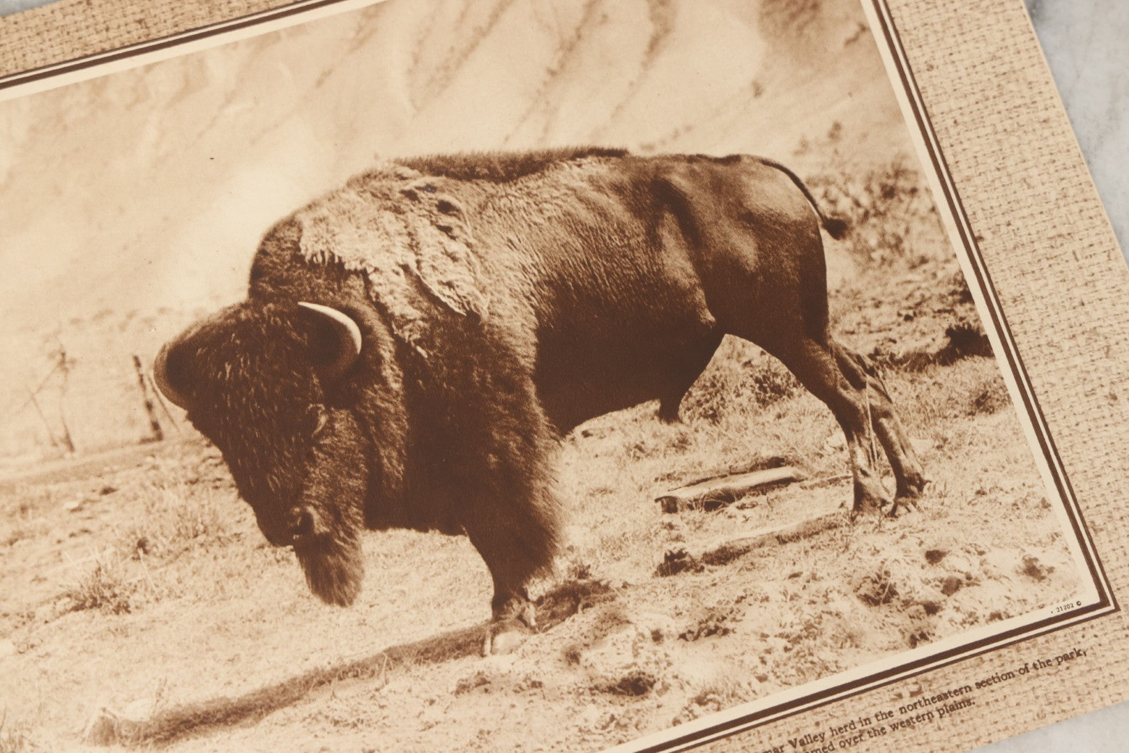Lot 236 - "Yellowstone: The Wonderland Domain Of Bears" Vintage Nature Photo Booklet With Photographs By Frank Jay Haynes And Jack Ellis Haynes, Published 1929 By Haynes Picture Shops Inc., Yellowstone Park, Wyoming, And St. Paul, Minnesota