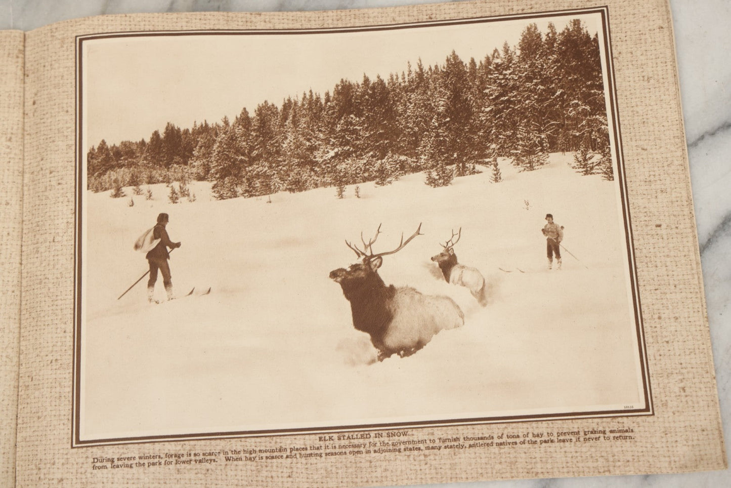 Lot 236 - "Yellowstone: The Wonderland Domain Of Bears" Vintage Nature Photo Booklet With Photographs By Frank Jay Haynes And Jack Ellis Haynes, Published 1929 By Haynes Picture Shops Inc., Yellowstone Park, Wyoming, And St. Paul, Minnesota