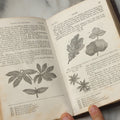Lot 315 - "Botany For Beginners: An Introduction To Mrs. Lincoln's Lectures On Botany" Antique Illustrated Educational Book By Mrs. Phelps, Published By F.J. Huntington & Co., New York, 1842