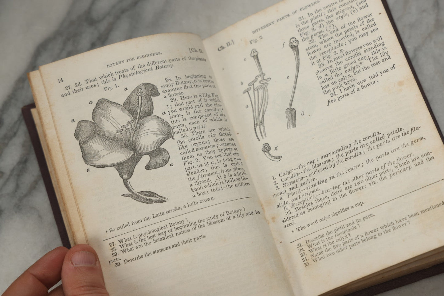 Lot 315 - "Botany For Beginners: An Introduction To Mrs. Lincoln's Lectures On Botany" Antique Illustrated Educational Book By Mrs. Phelps, Published By F.J. Huntington & Co., New York, 1842