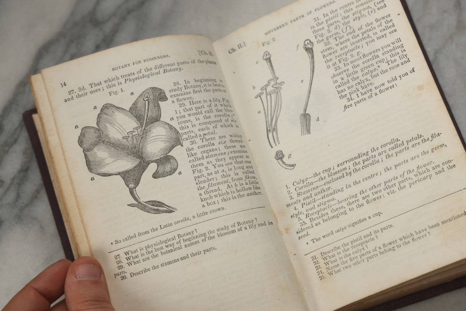 Lot 315 - "Botany For Beginners: An Introduction To Mrs. Lincoln's Lectures On Botany" Antique Illustrated Educational Book By Mrs. Phelps, Published By F.J. Huntington & Co., New York, 1842