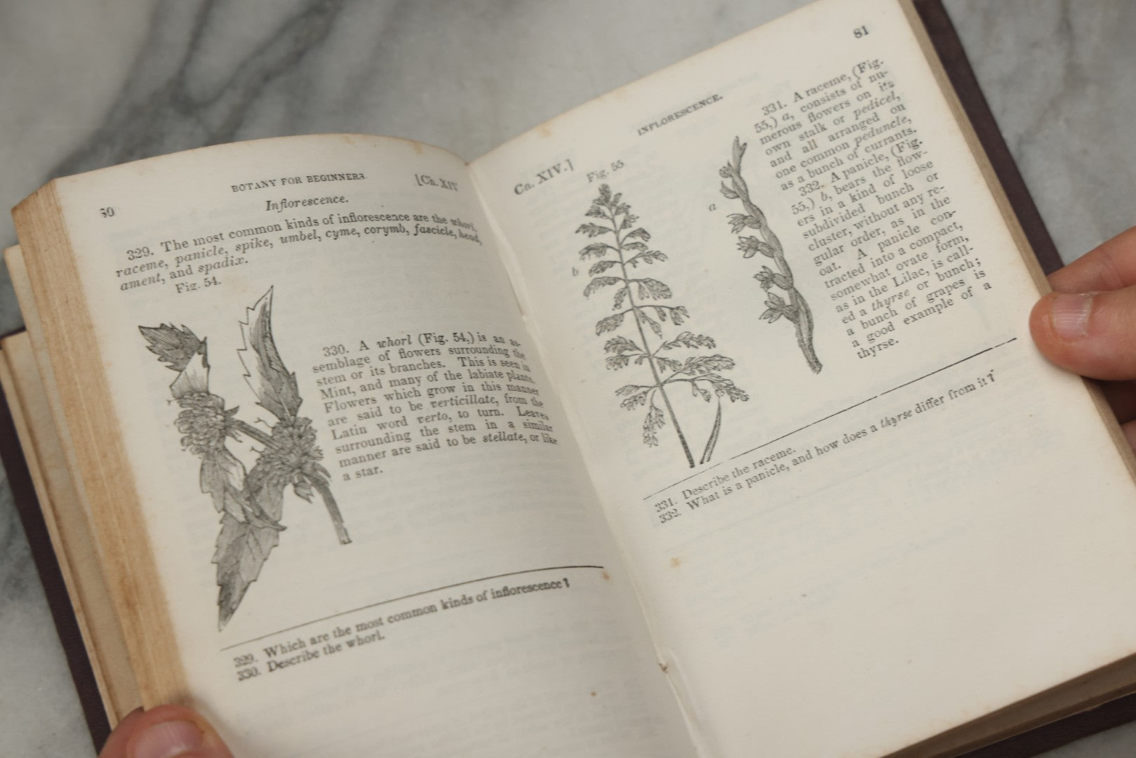 Lot 315 - "Botany For Beginners: An Introduction To Mrs. Lincoln's Lectures On Botany" Antique Illustrated Educational Book By Mrs. Phelps, Published By F.J. Huntington & Co., New York, 1842