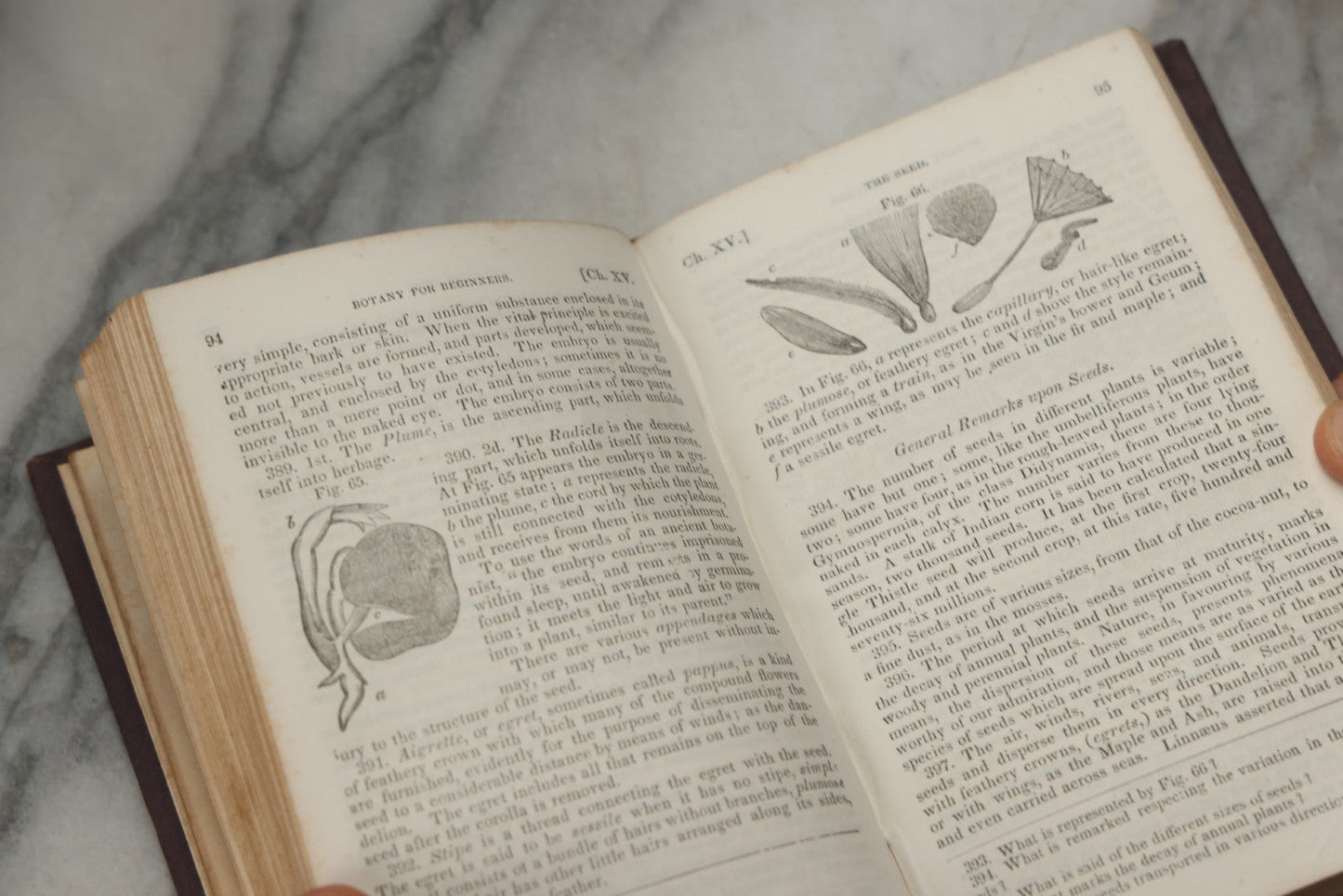 Lot 315 - "Botany For Beginners: An Introduction To Mrs. Lincoln's Lectures On Botany" Antique Illustrated Educational Book By Mrs. Phelps, Published By F.J. Huntington & Co., New York, 1842
