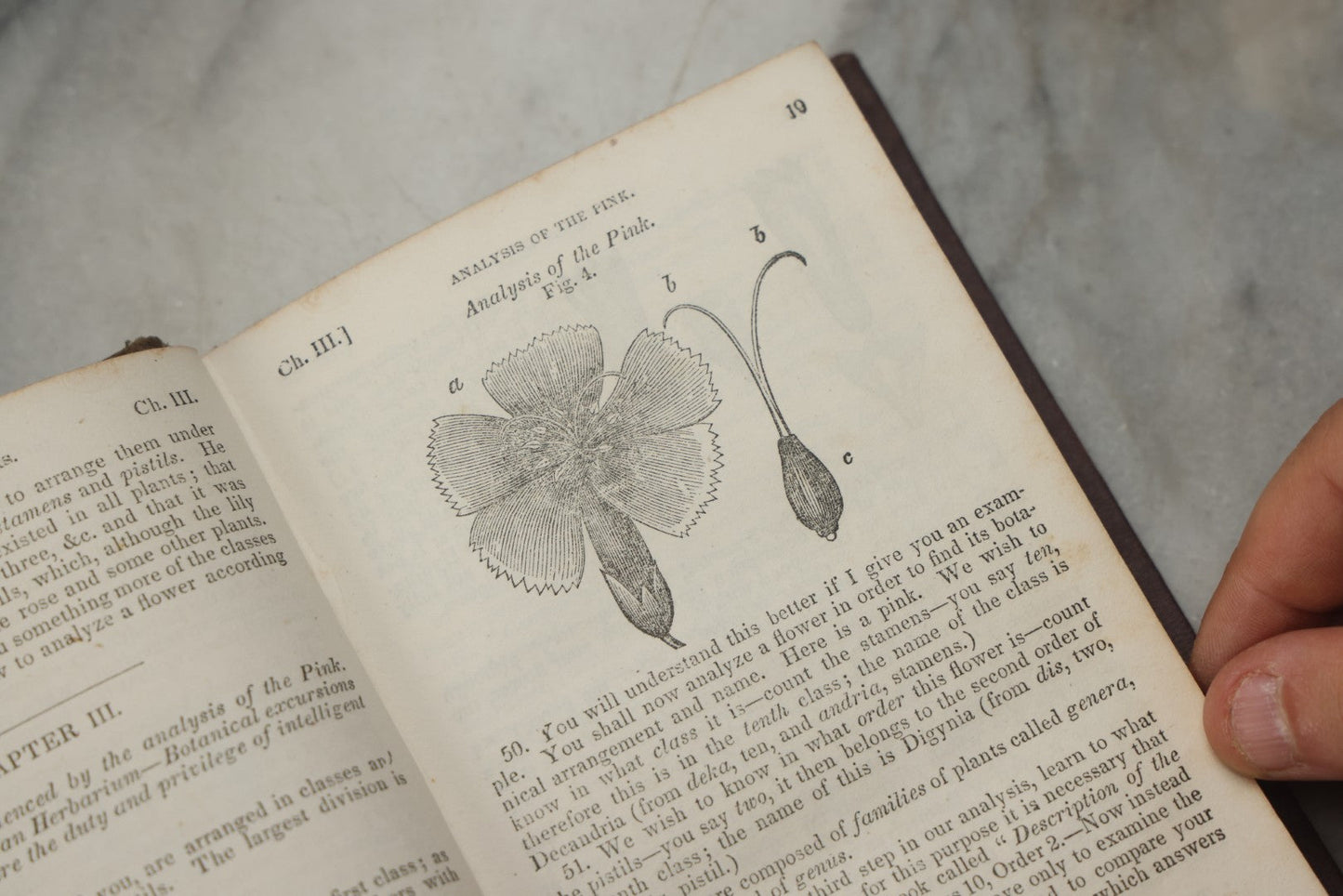 Lot 315 - "Botany For Beginners: An Introduction To Mrs. Lincoln's Lectures On Botany" Antique Illustrated Educational Book By Mrs. Phelps, Published By F.J. Huntington & Co., New York, 1842