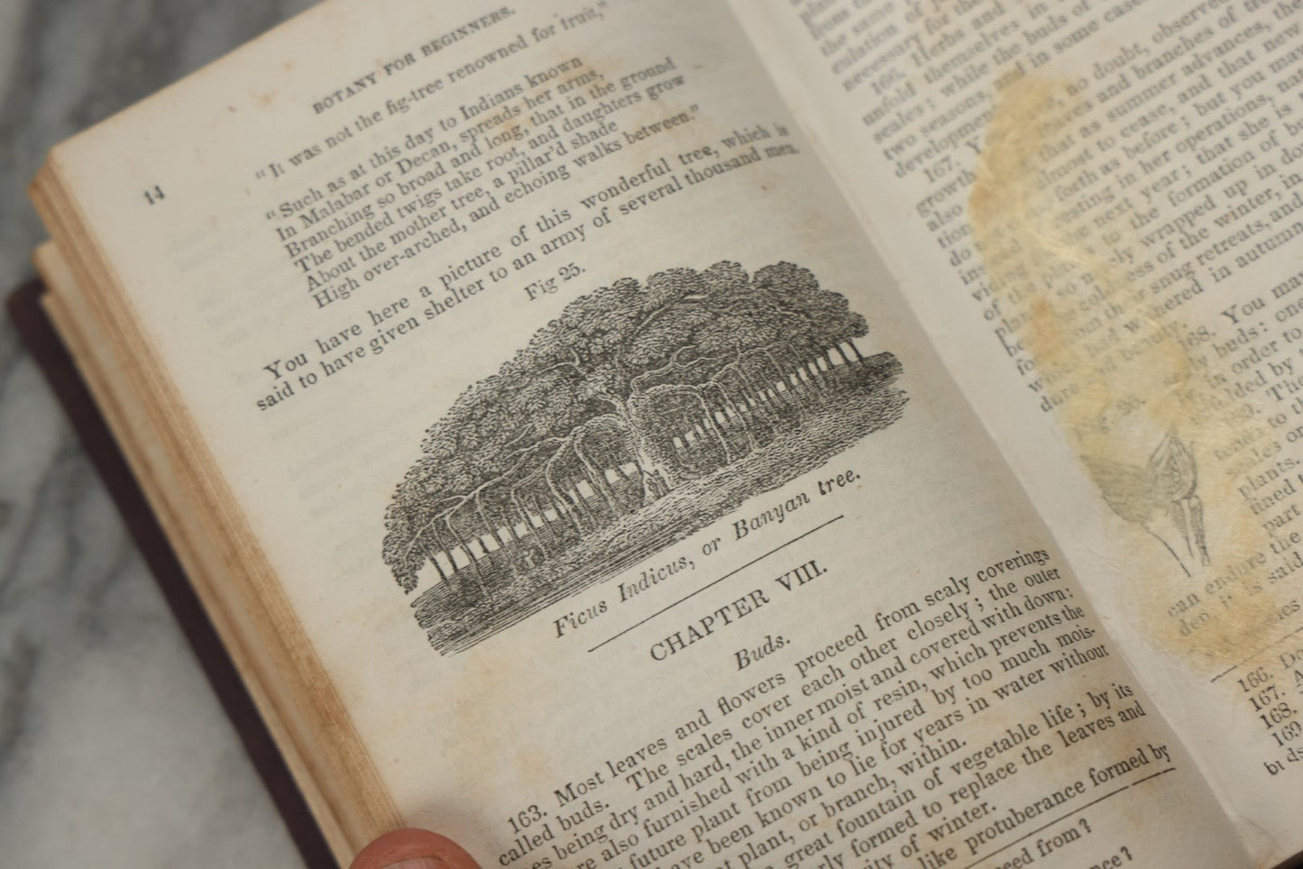 Lot 315 - "Botany For Beginners: An Introduction To Mrs. Lincoln's Lectures On Botany" Antique Illustrated Educational Book By Mrs. Phelps, Published By F.J. Huntington & Co., New York, 1842