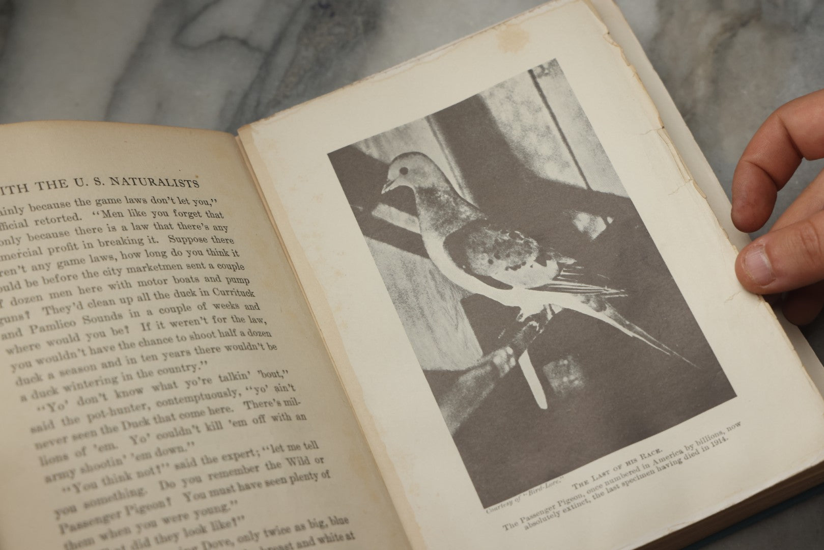 Lot 316 - "The Boy With The U.S. Naturalists" Antique Illustrated Adventure Book By Francis Rolt-Wheeler, Published By Lothrop, Lee & Shepard Co., Boston, 1918