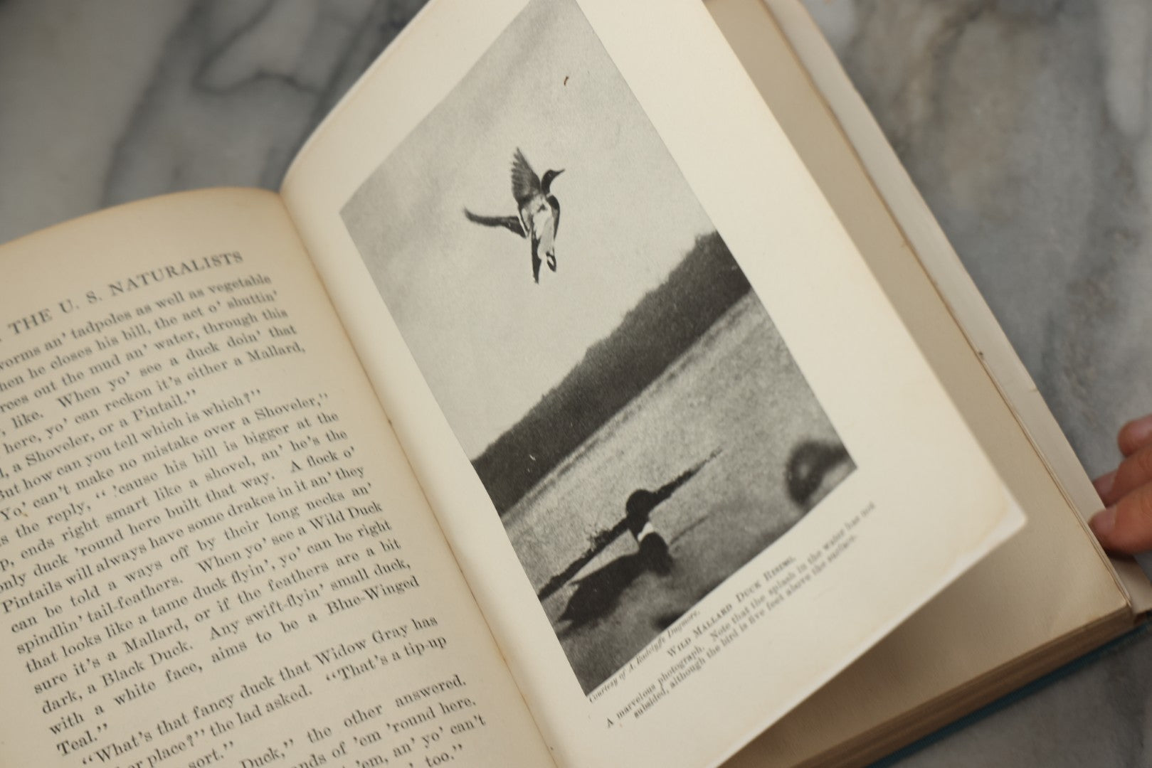 Lot 316 - "The Boy With The U.S. Naturalists" Antique Illustrated Adventure Book By Francis Rolt-Wheeler, Published By Lothrop, Lee & Shepard Co., Boston, 1918