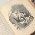 Lot 323 - "Georgey's Menagerie, Volume V: The Bear" Antique Illustrated Children's Book By Mrs. Madeline Leslie, Published By Graves And Young, Boston, 1864
