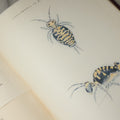 Lot 332 - "The Collembola Of Minnesota" Antique Entomological Scientific Monograph On Springtails (Hexapods) By Joseph E. Guthrie, M.S., Edited By Henry F. Nachtrieb, Published By The Geological And Natural History Survey Of Minnesota, March 1903