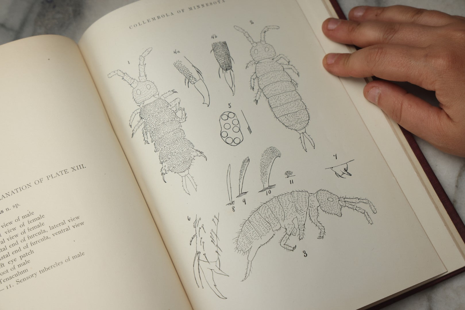 Lot 332 - "The Collembola Of Minnesota" Antique Entomological Scientific Monograph On Springtails (Hexapods) By Joseph E. Guthrie, M.S., Edited By Henry F. Nachtrieb, Published By The Geological And Natural History Survey Of Minnesota, March 1903