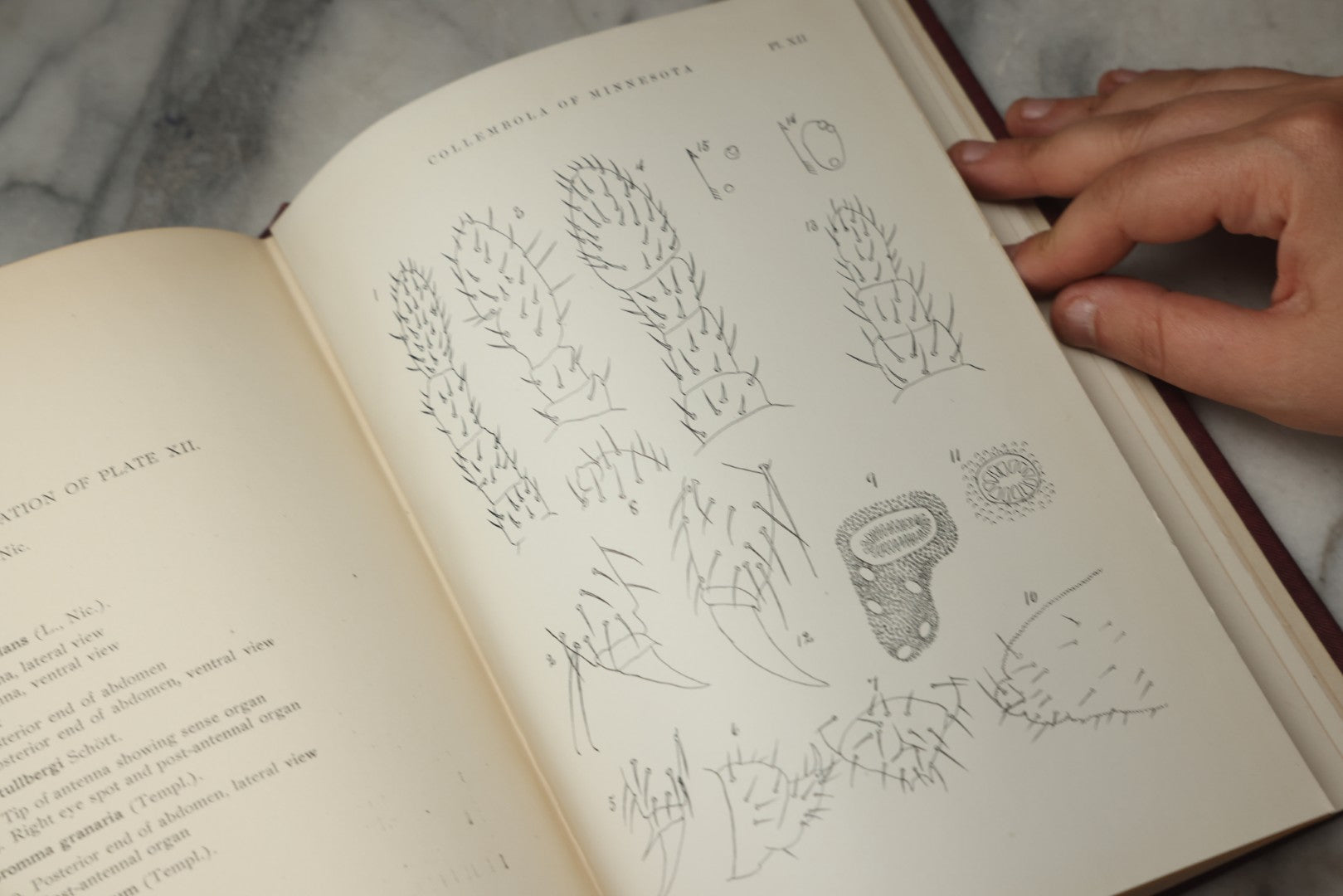 Lot 332 - "The Collembola Of Minnesota" Antique Entomological Scientific Monograph On Springtails (Hexapods) By Joseph E. Guthrie, M.S., Edited By Henry F. Nachtrieb, Published By The Geological And Natural History Survey Of Minnesota, March 1903