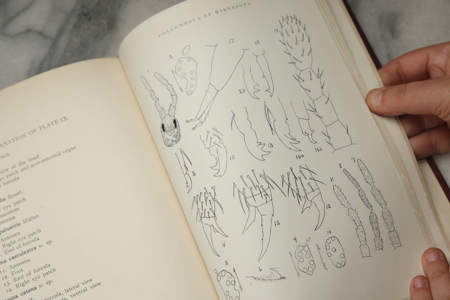 Lot 332 - "The Collembola Of Minnesota" Antique Entomological Scientific Monograph On Springtails (Hexapods) By Joseph E. Guthrie, M.S., Edited By Henry F. Nachtrieb, Published By The Geological And Natural History Survey Of Minnesota, March 1903