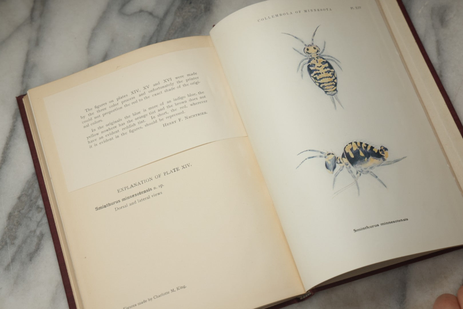 Lot 332 - "The Collembola Of Minnesota" Antique Entomological Scientific Monograph On Springtails (Hexapods) By Joseph E. Guthrie, M.S., Edited By Henry F. Nachtrieb, Published By The Geological And Natural History Survey Of Minnesota, March 1903