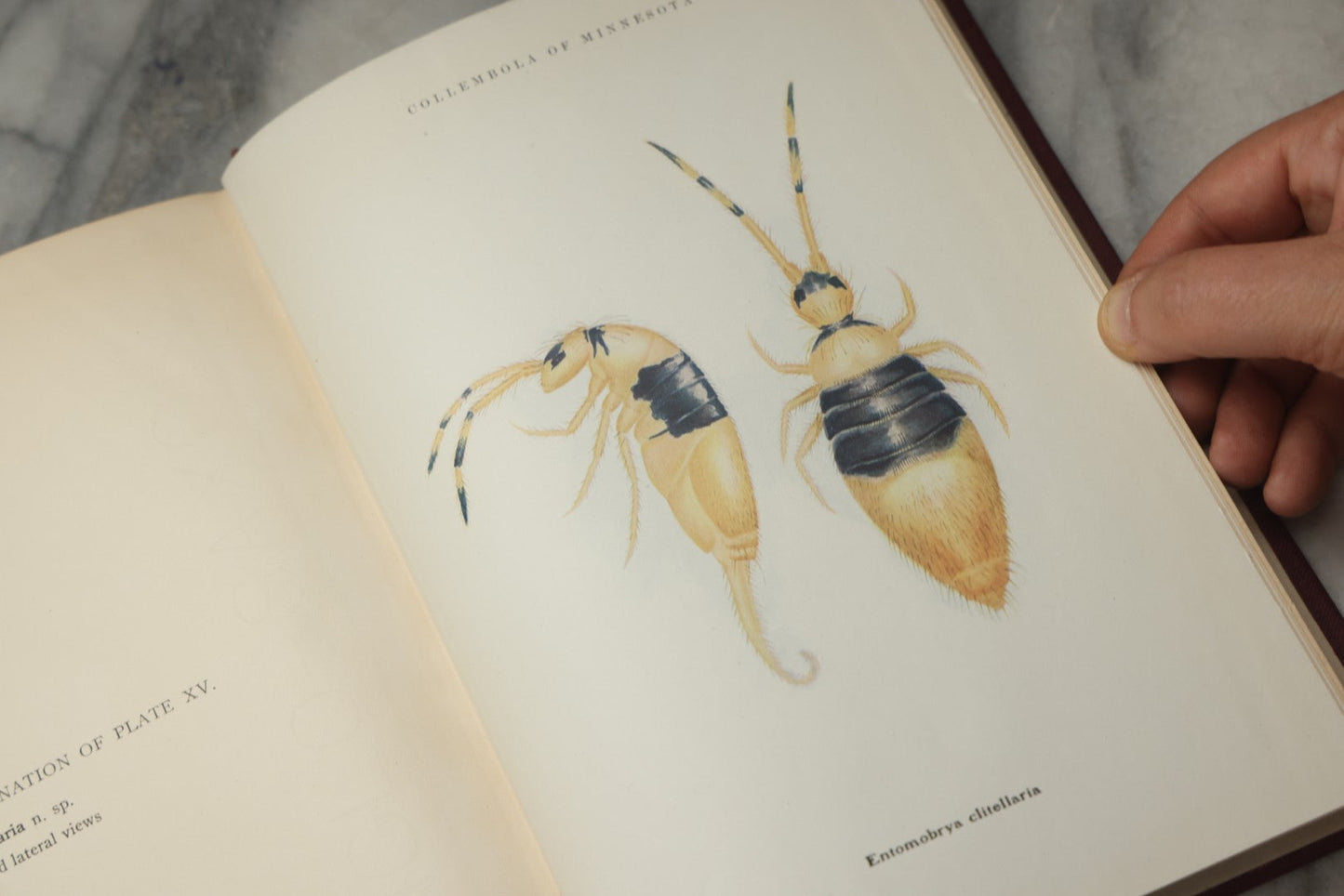Lot 332 - "The Collembola Of Minnesota" Antique Entomological Scientific Monograph On Springtails (Hexapods) By Joseph E. Guthrie, M.S., Edited By Henry F. Nachtrieb, Published By The Geological And Natural History Survey Of Minnesota, March 1903