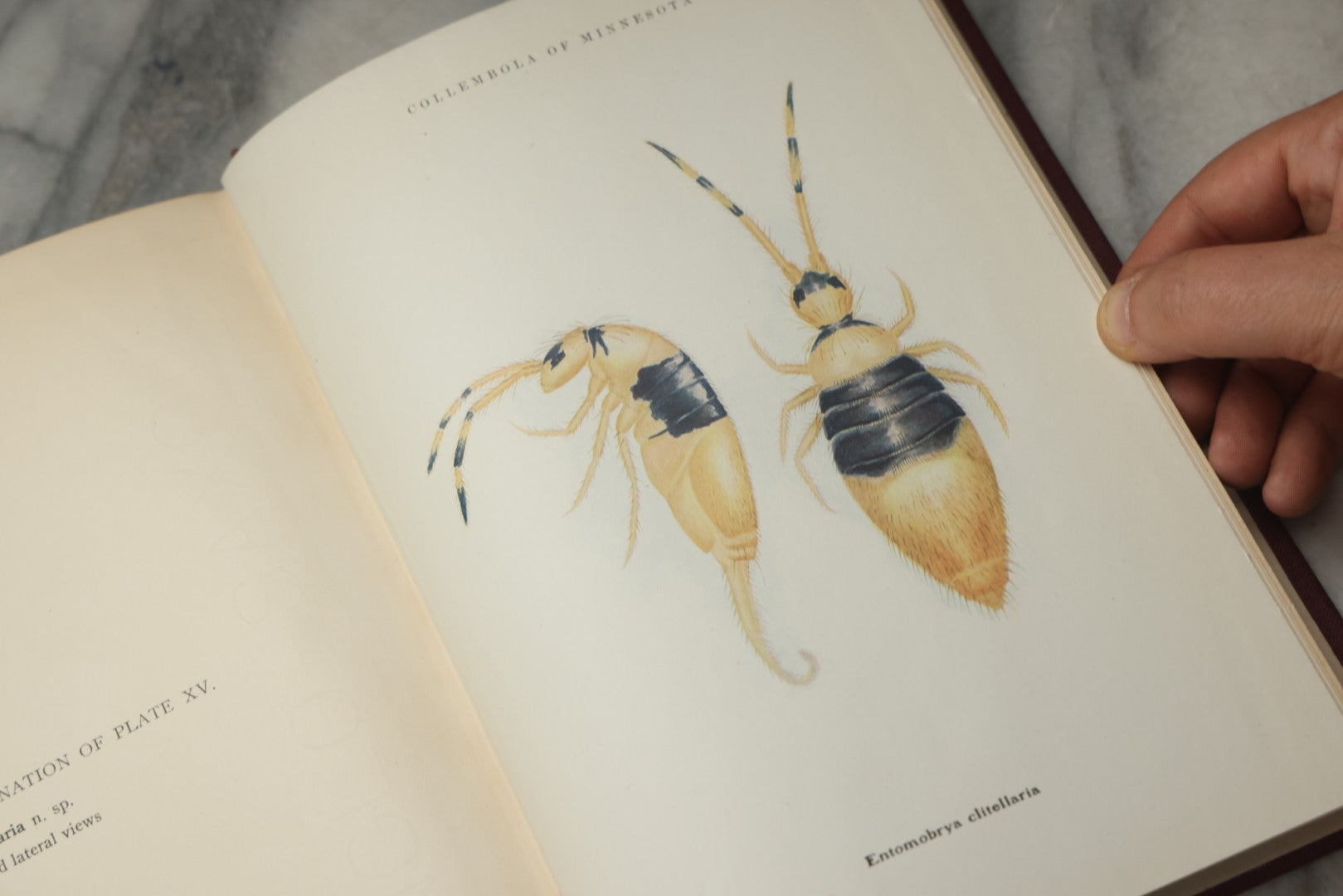 Lot 332 - "The Collembola Of Minnesota" Antique Entomological Scientific Monograph On Springtails (Hexapods) By Joseph E. Guthrie, M.S., Edited By Henry F. Nachtrieb, Published By The Geological And Natural History Survey Of Minnesota, March 1903