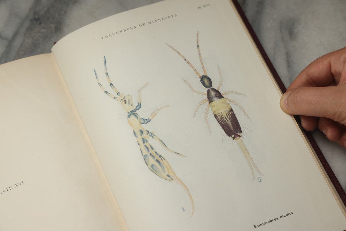 Lot 332 - "The Collembola Of Minnesota" Antique Entomological Scientific Monograph On Springtails (Hexapods) By Joseph E. Guthrie, M.S., Edited By Henry F. Nachtrieb, Published By The Geological And Natural History Survey Of Minnesota, March 1903
