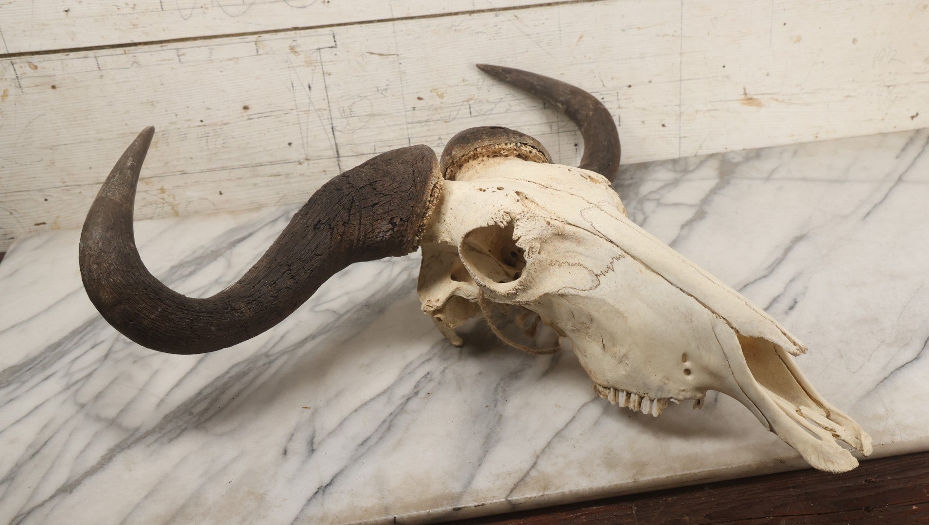 Lot 007 - Vintage Black Wildebeest Skull With Horns, 27-1/2" L