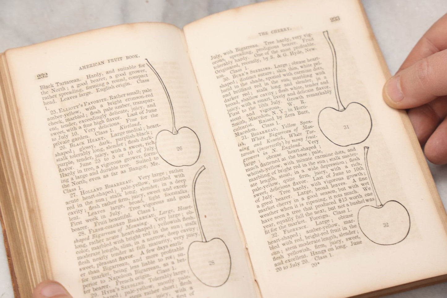 Lot 195 - "The American Fruit Book" Antique Agricultural Reference Book By S. W. Cole, Illustrated With Engravings Of Fruits, Trees, Insects, Grafting, Budding, And Training, Published By John P. Jewett, Boston, 1849, Note Missing Back Cover