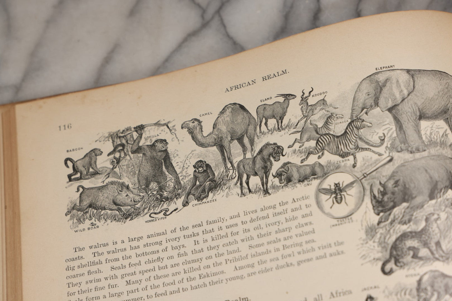 Lot 203 - "Frye's Complete Geography, General Edition" Antique Geography Textbook By Alex Everett Frye, Ginn & Company, 1895