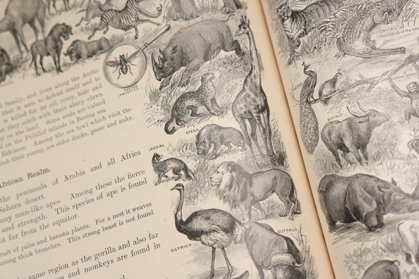 Lot 203 - "Frye's Complete Geography, General Edition" Antique Geography Textbook By Alex Everett Frye, Ginn & Company, 1895