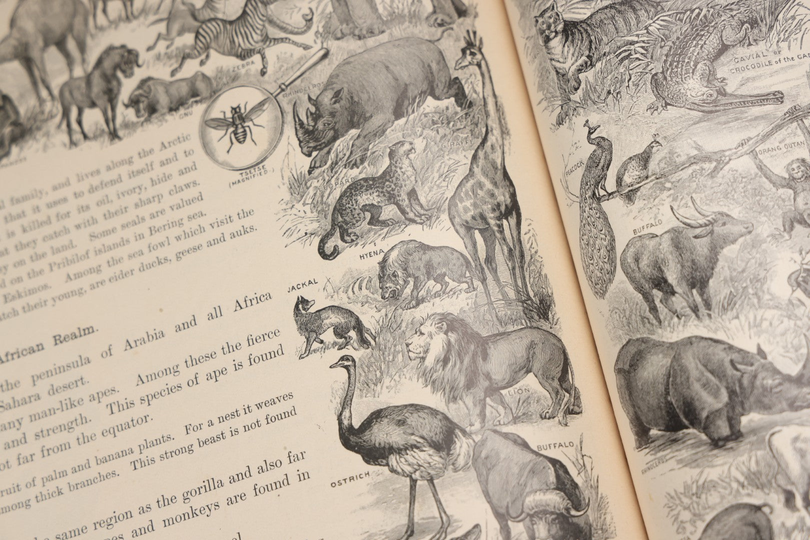 Lot 203 - "Frye's Complete Geography, General Edition" Antique Geography Textbook By Alex Everett Frye, Ginn & Company, 1895