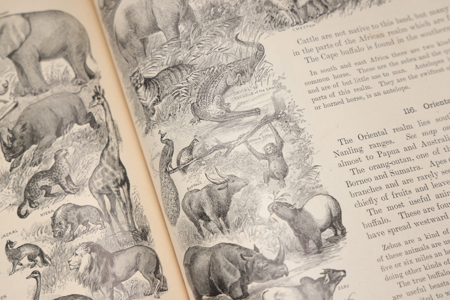 Lot 203 - "Frye's Complete Geography, General Edition" Antique Geography Textbook By Alex Everett Frye, Ginn & Company, 1895