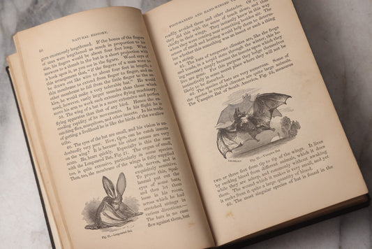 Lot 070 - "Natural History" Antique Zoology Book By Worthington Hooker, M.D., Illustrated With Nearly 300 Engravings, Published By Harper & Brothers, New York, 1870