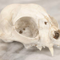 Lot 138 - Cat Skull Upper Portion With Partial Dentition And Bone Loss