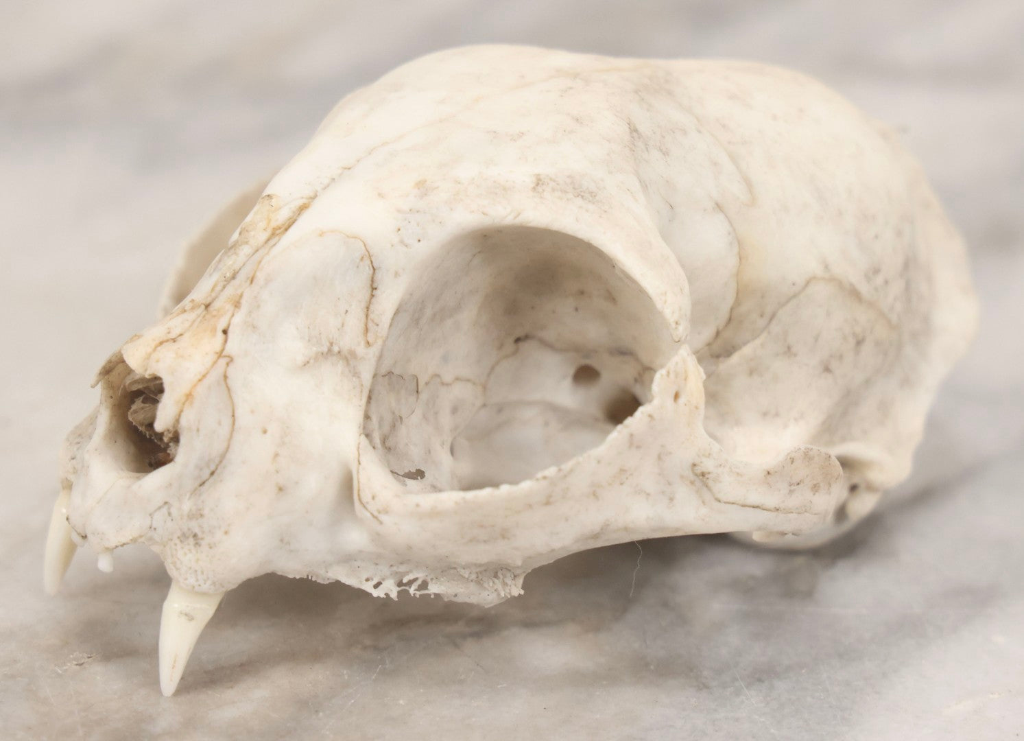 Lot 138 - Cat Skull Upper Portion With Partial Dentition And Bone Loss