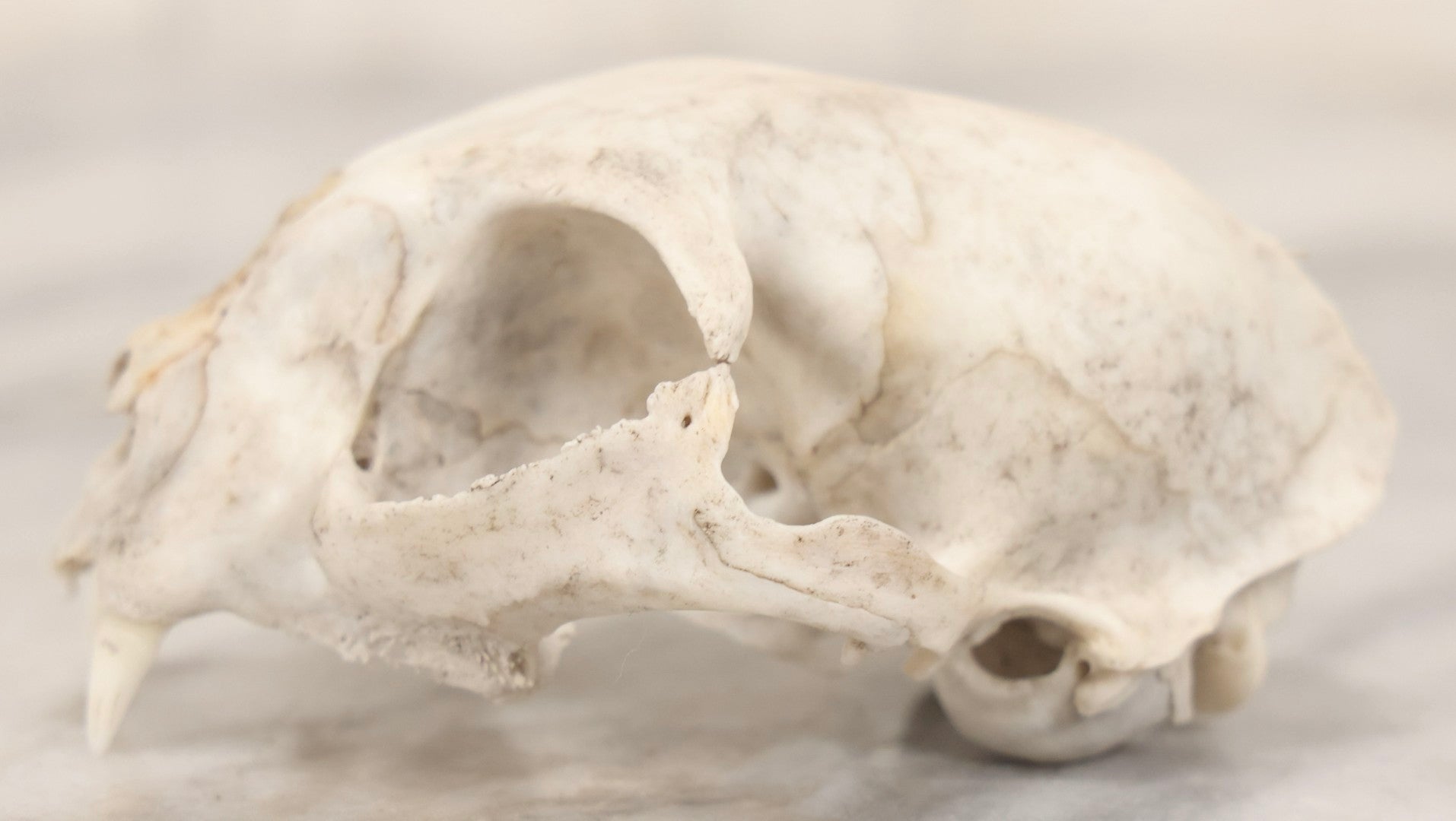 Lot 138 - Cat Skull Upper Portion With Partial Dentition And Bone Loss