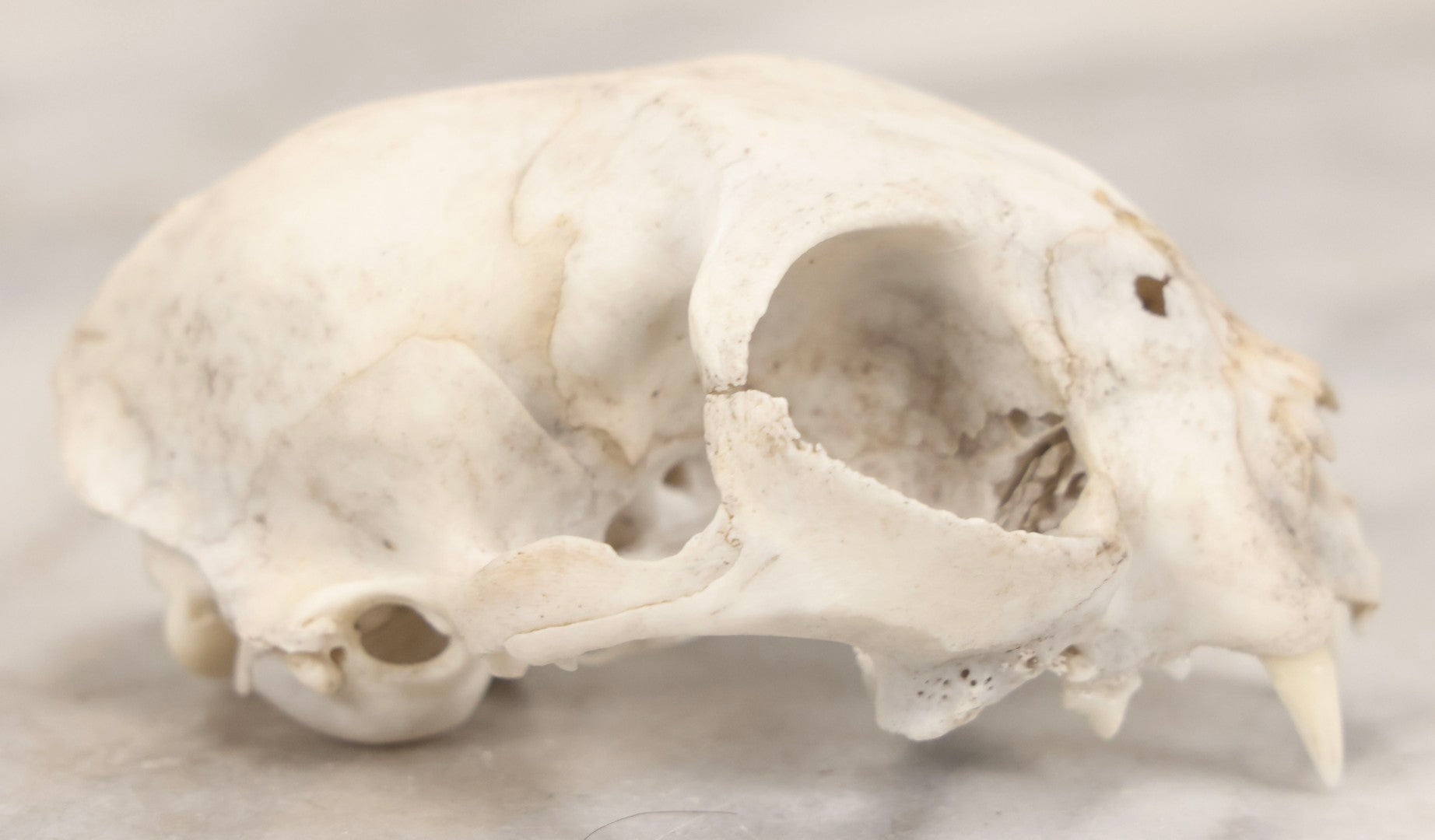 Lot 138 - Cat Skull Upper Portion With Partial Dentition And Bone Loss