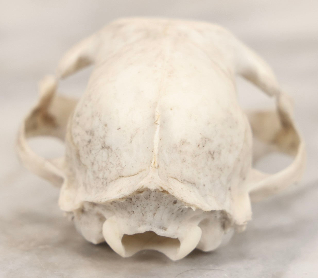 Lot 138 - Cat Skull Upper Portion With Partial Dentition And Bone Loss