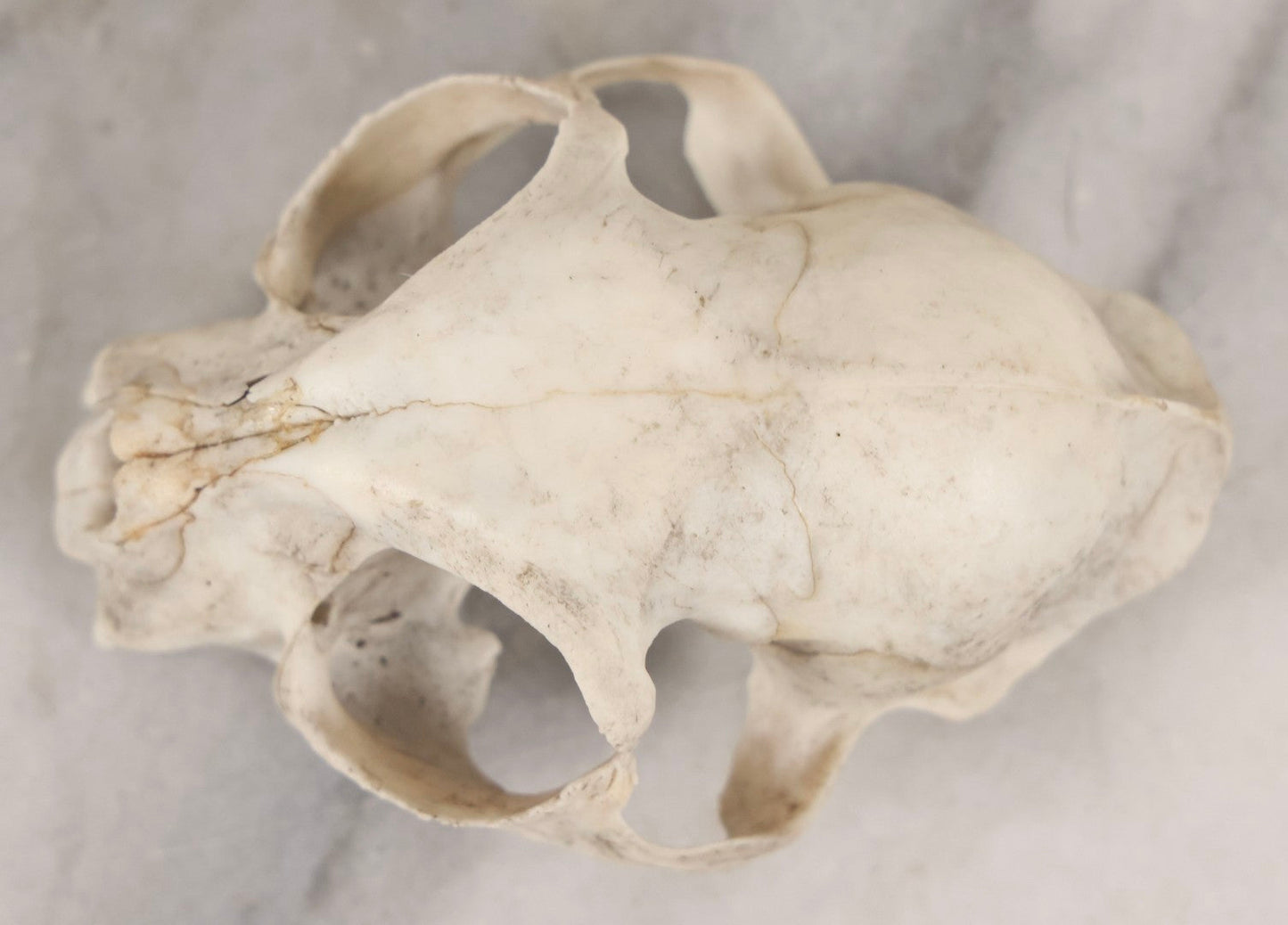 Lot 138 - Cat Skull Upper Portion With Partial Dentition And Bone Loss