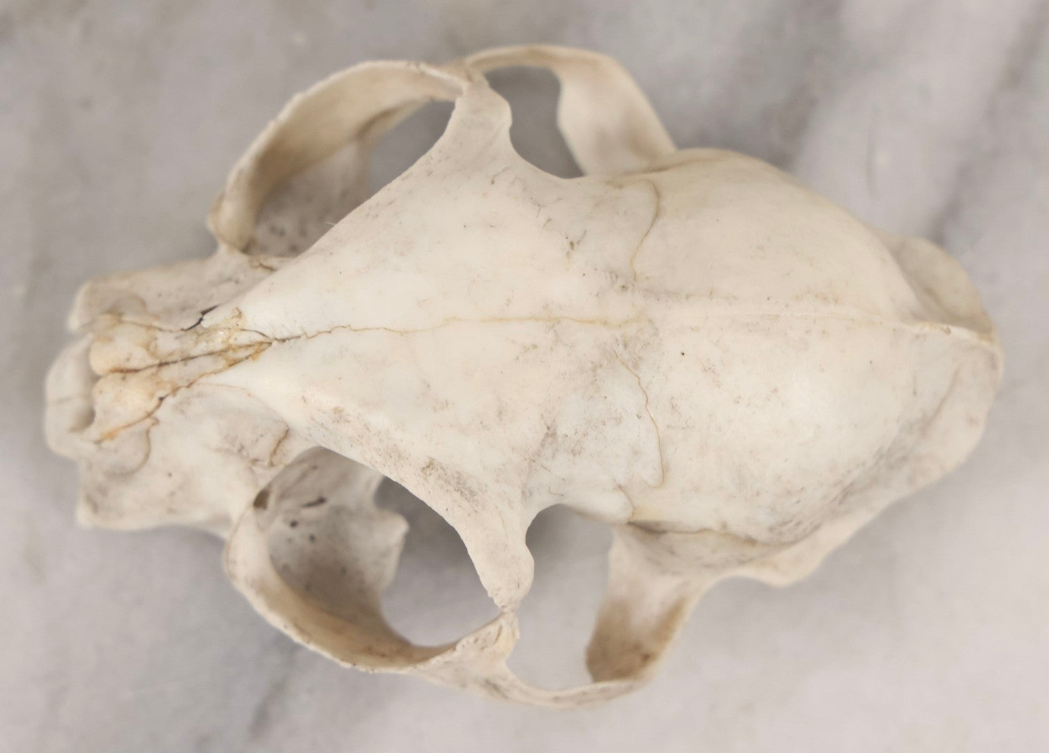 Lot 138 - Cat Skull Upper Portion With Partial Dentition And Bone Loss