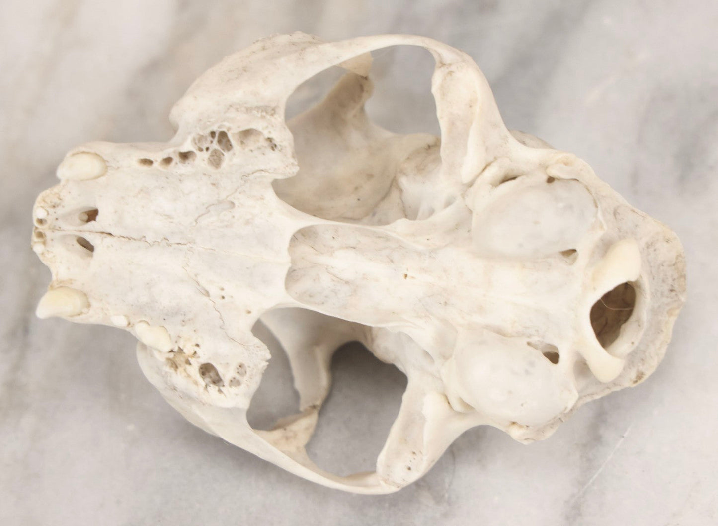 Lot 138 - Cat Skull Upper Portion With Partial Dentition And Bone Loss